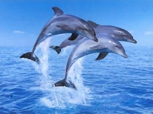 delfin20.jpg