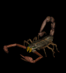 scorpion2.gif